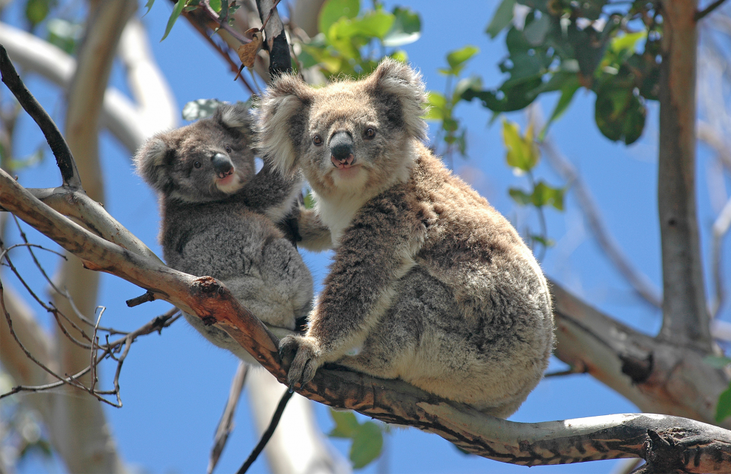 koala-2-in-tree-1030x668